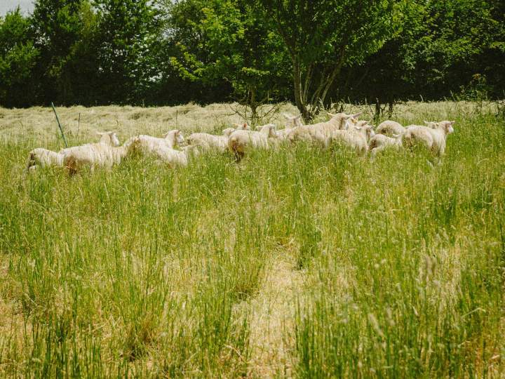 Élevage moutons Tours