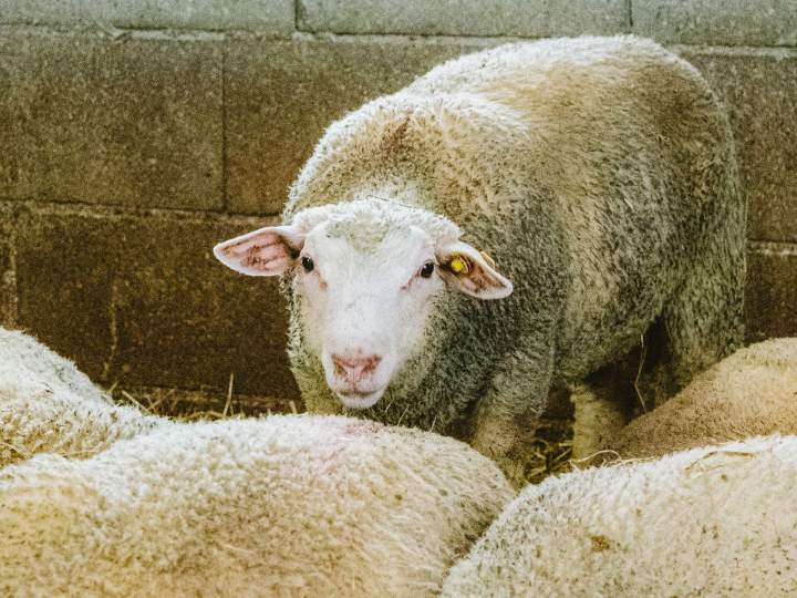 Ma ferme d’élevage brebis est située à deux pas de Tours.