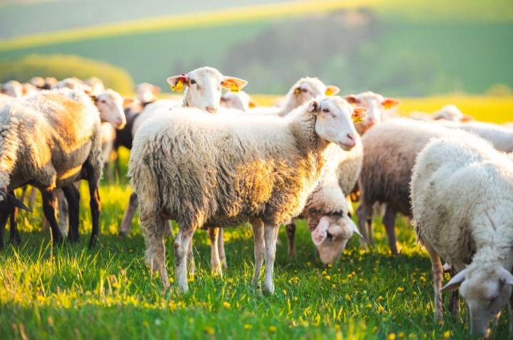 Mon domaine, situé près de Tours, est parfaitement adapté pour l’élevage de moutons en plein air.