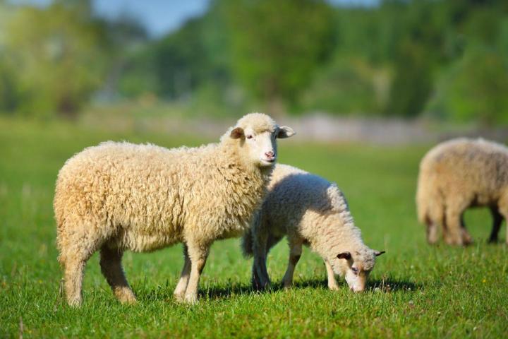 Éleveur moutons Tours